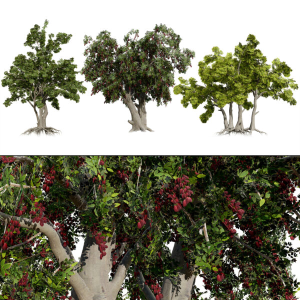 Arabian Toothbrush Tree Arabian Toothbrush Tree