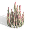 001 Aravbian Endemic succulent plant_Vegetables