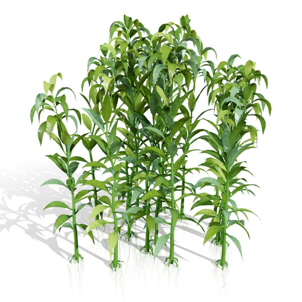 01 Arabian Jew's mallow (Mulukhiyah) vegetable plant z45