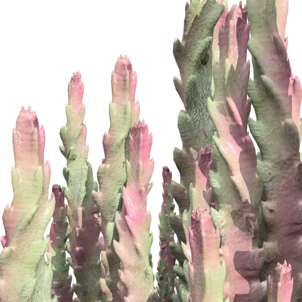 01 Aravbian Endemic succulent plant_Vegetables z12