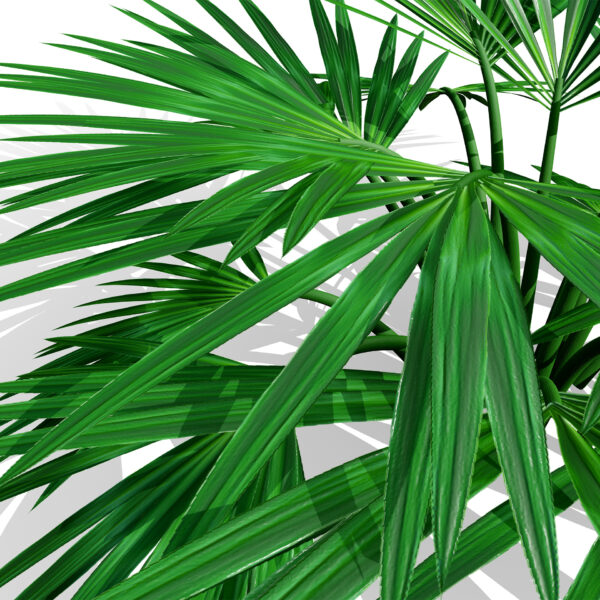 02 Arabian Actiniopteris semiflabellata z5