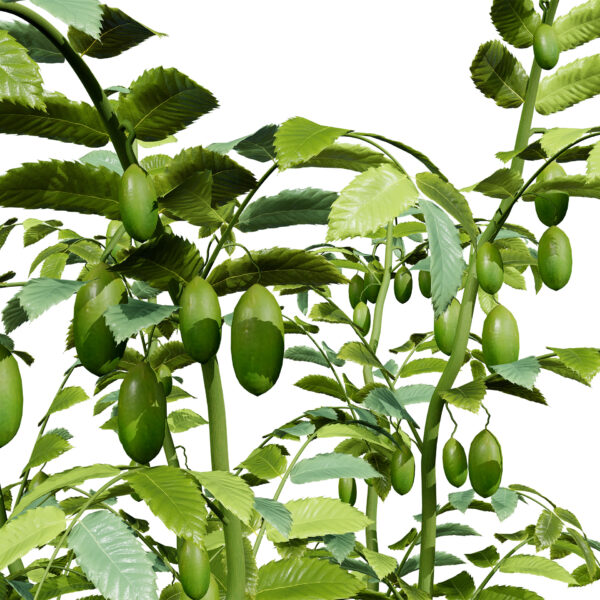 02 Arabian Chickpeas (Garbanzo beans) vegetable plant z45