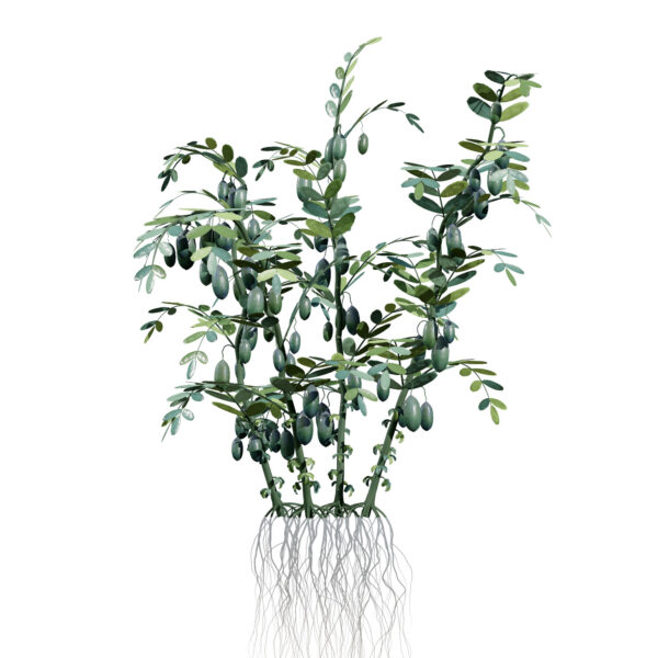 03 Arabian Lentils vegetable plant