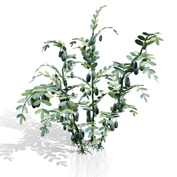 03 Arabian Lentils vegetable plant z45