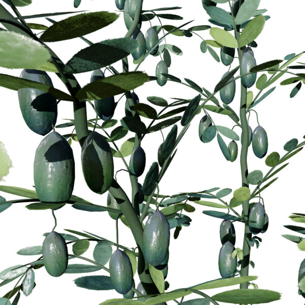 03 Arabian Lentils vegetable plant3