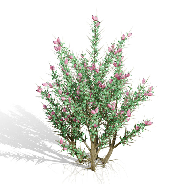 03 Arabian_ The spiny shrub Astragalus fasciculifolius Boiss