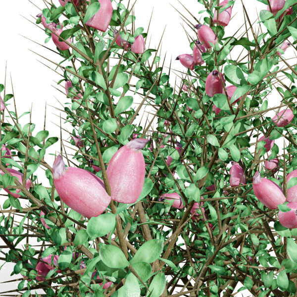 03 Arabian_ The spiny shrub Astragalus fasciculifolius Boiss z45