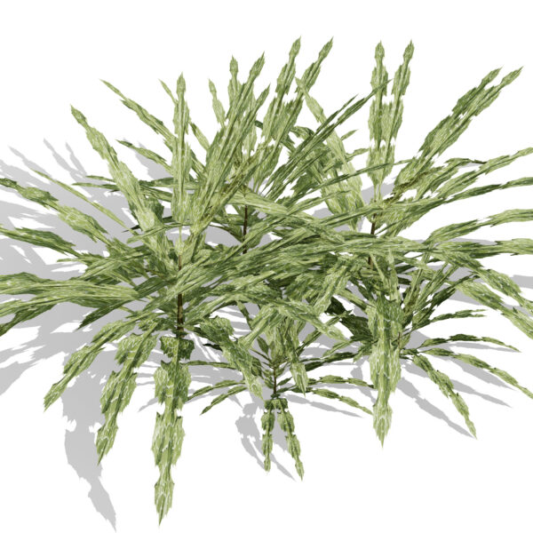 Arabian Echinops mandavillei (endemic thistle) first variation-Recovered