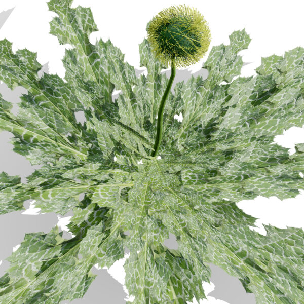 Arabian Echinops mandavillei (endemic thistle) first variation z56