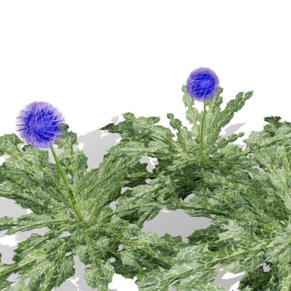 Arabian Echinops mandavillei (endemic thistle) third variation z26