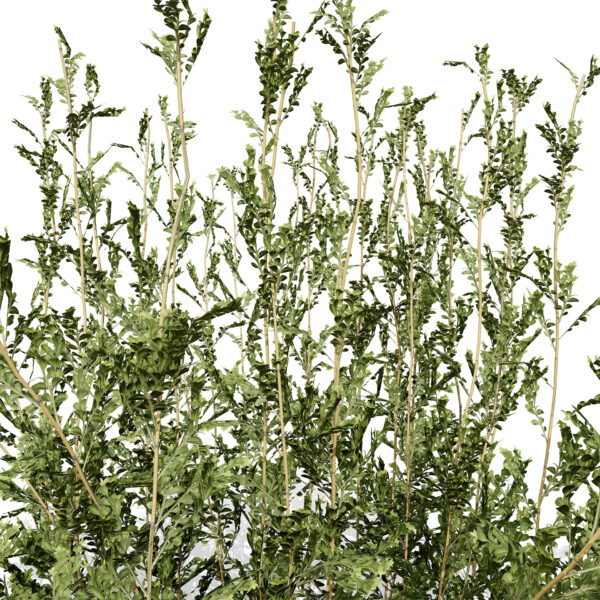 Arabian Qurm Black Mangrove first variation zs3