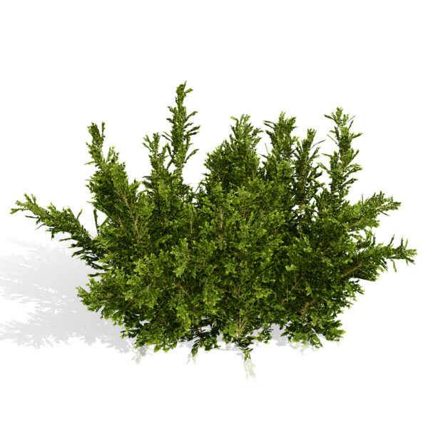 Arabian Qurm Black Mangrove second variation 02