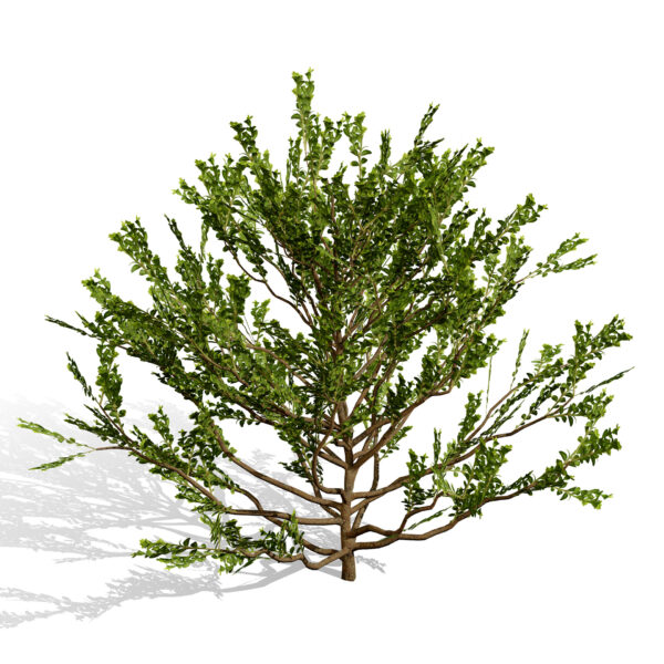 Arabian Qurm Black Mangrove third variation