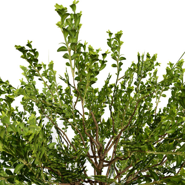 Arabian Qurm Black Mangrove third variation xz3