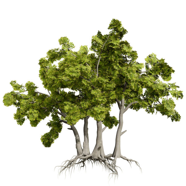 Arabian Toothbrush Tree (Salvadora persica) first variation