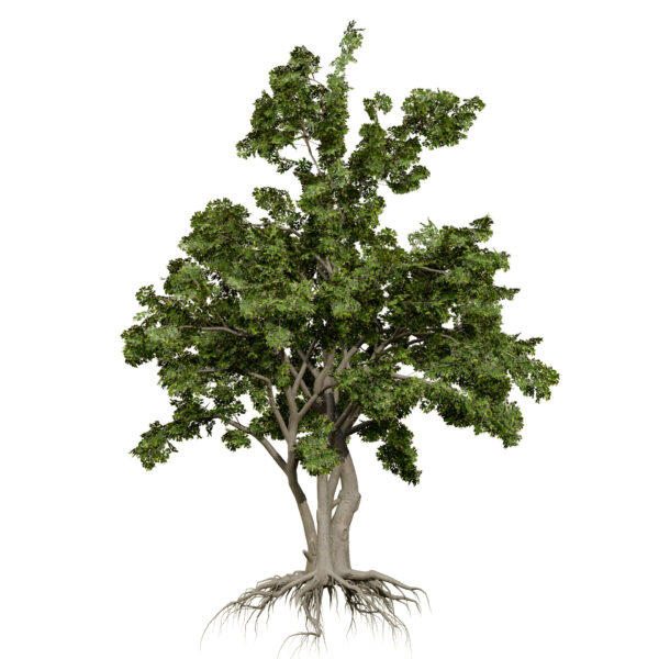 Arabian Toothbrush Tree (Salvadora persica) second variation