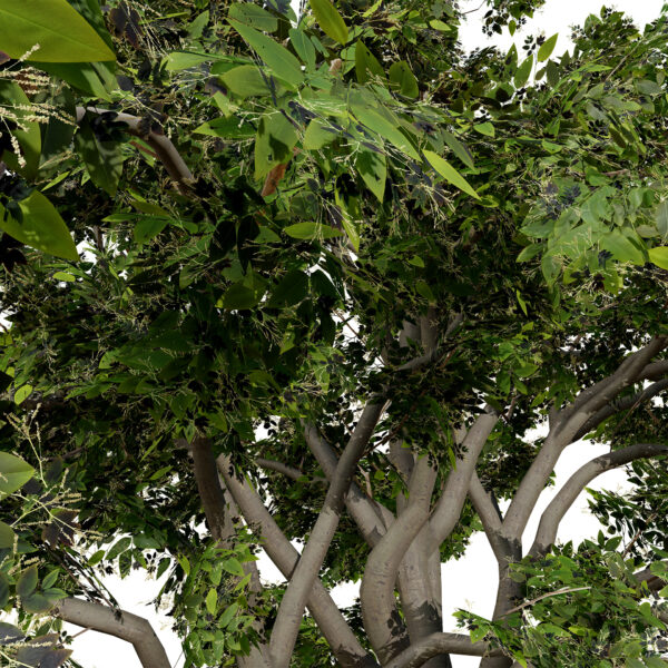 Arabian Toothbrush Tree (Salvadora persica) second variation z12