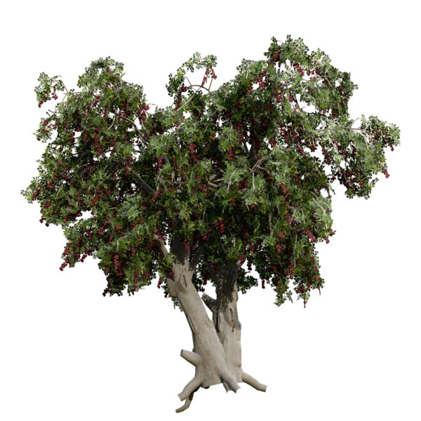 Arabian Toothbrush Tree (Salvadora persica) third variation