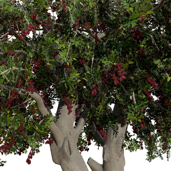Arabian Toothbrush Tree (Salvadora persica) third variation z56