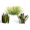 Arabian Desert Plants 3D Models