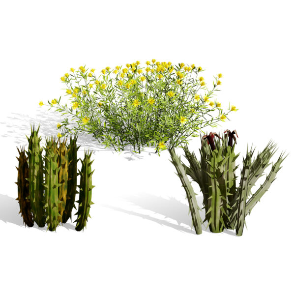 Arabian Desert Plants 3D Models