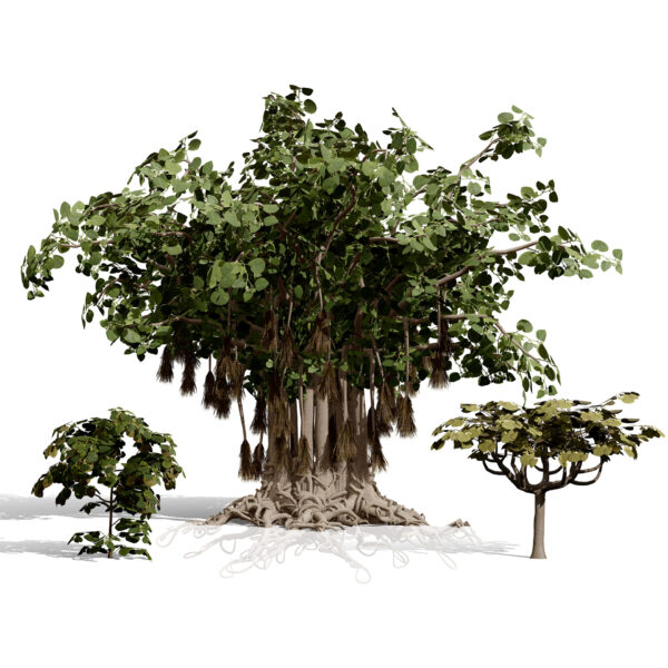 Arabian Socotran Fig Tree Collection