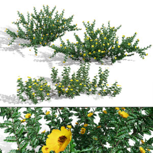 Arabian Tribulus Omanense