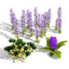 Arabian Ajuga Arabica 3D Model Pack Arabian Ajuga Arabica 3D Model Pack