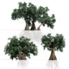 Ancient Arabian Olive Tree Collection