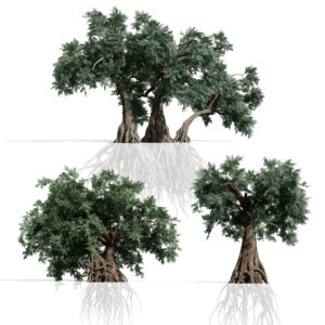 Ancient Arabian Olive Tree Collection