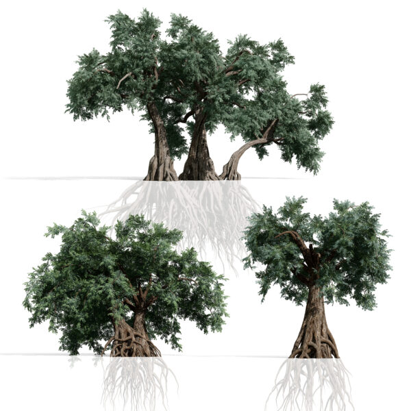 Ancient Arabian Olive Tree Collection