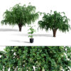 Arabian Assyrian Plum Tree Collection Arabian Assyrian Plum Tree Collection