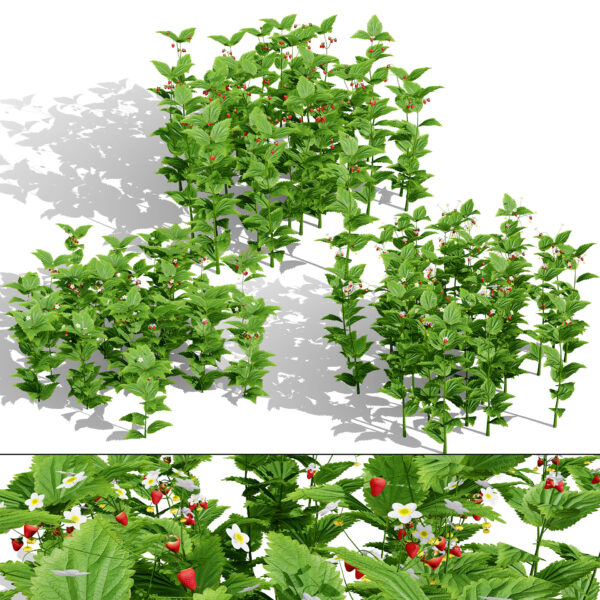 Fragaria Vesca Ground Cover 3D Model Fragaria Vesca Ground Cover 3D Model