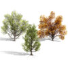 North American Cottonwood Collection North American Cottonwood Collection
