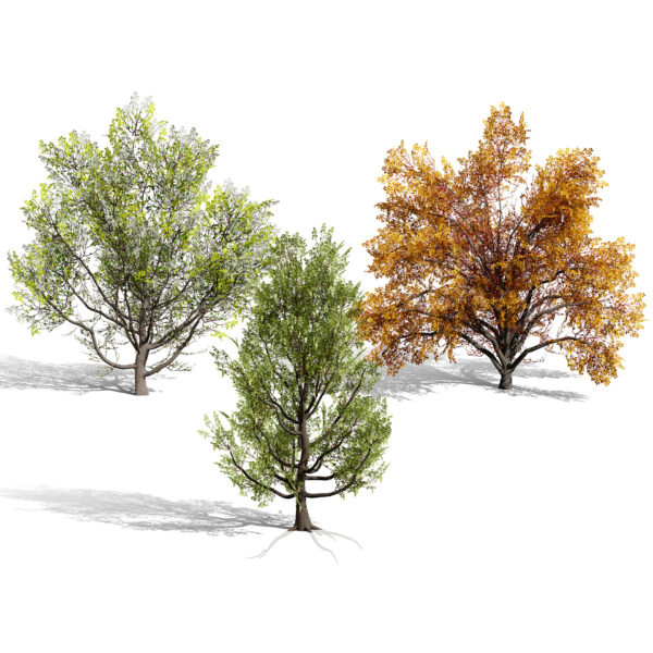 North American Cottonwood Collection North American Cottonwood Collection