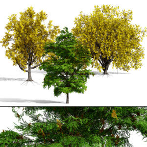 North American Honey Locust Tree