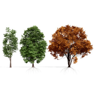 North American Shumard Oak