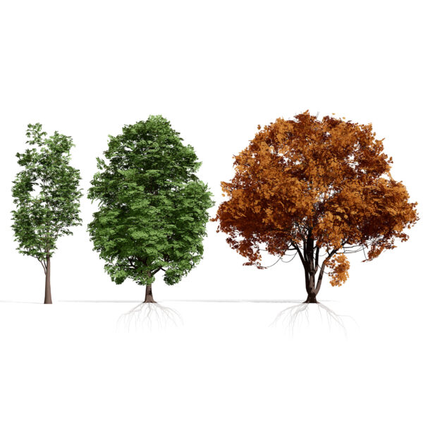 North American Shumard Oak