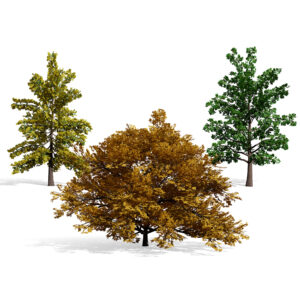 North American Swamp White Oak