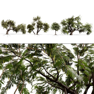 Ghaf Tree Collection