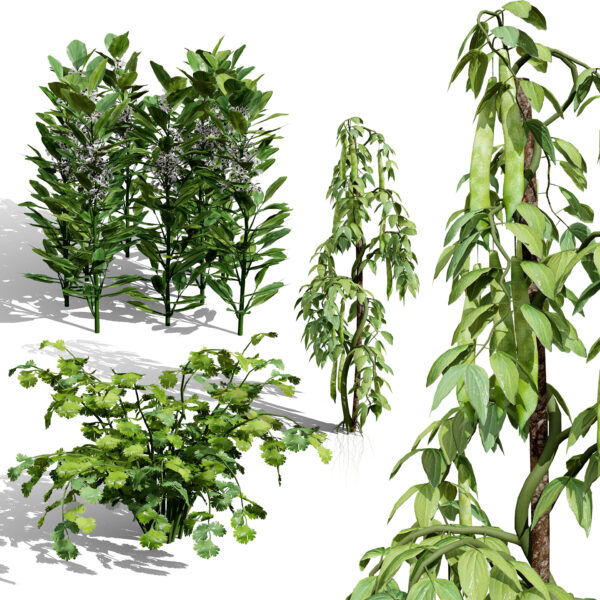 Arabian Fava Bean Plant 3D Model