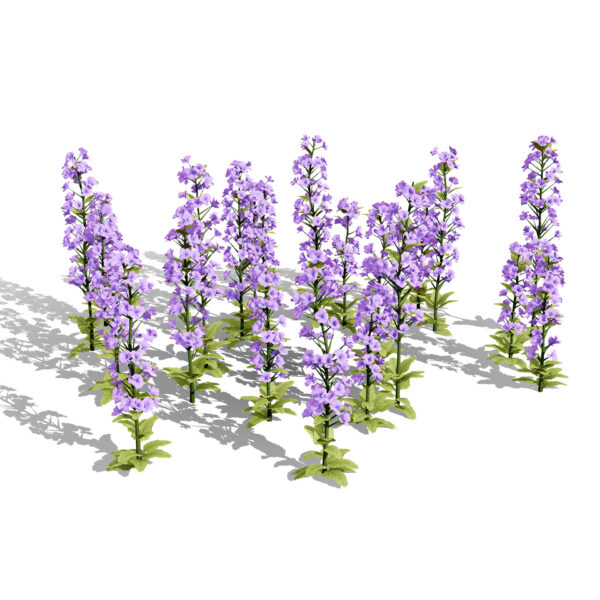 01 Arabian ajuga arabica third variation