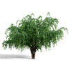 01 Arabian_Assyrian_Plum_Tree_V3 023