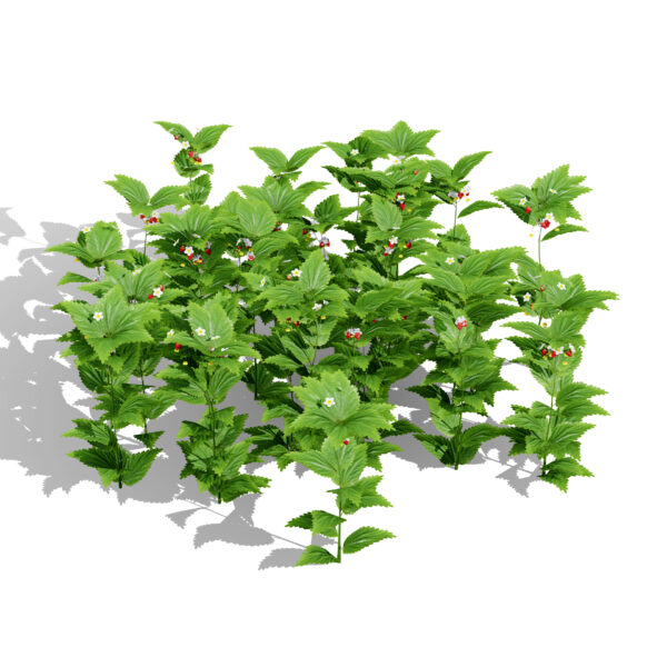 01 Fragaria vesca variation 2 3