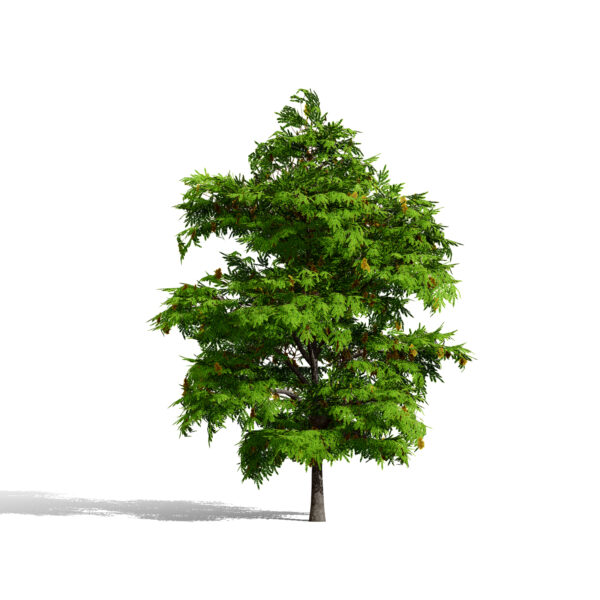 01North American Honey Locust (Gleditsia triacanthos) third variation