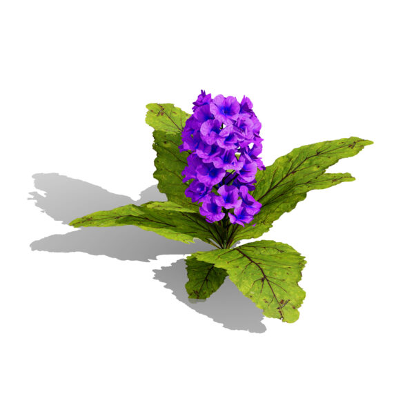 Arabian ajuga arabica first variation02