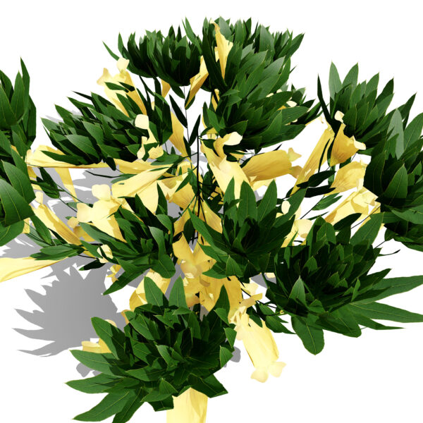 Arabian ajuga arabica second variation 25665