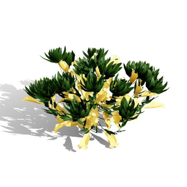 Arabian ajuga arabica second variationv03