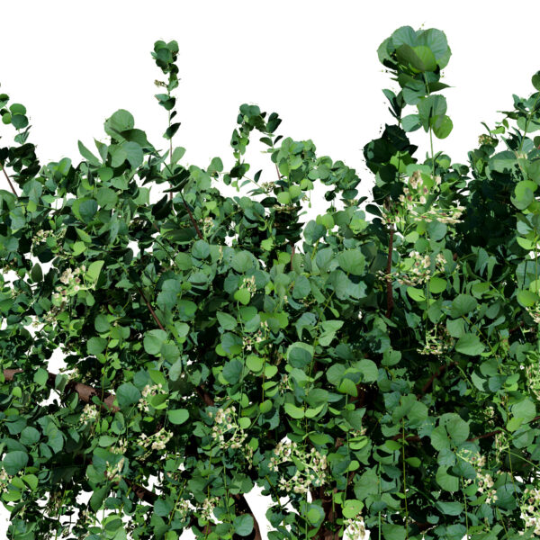 Arabian_Assyrian_Plum_Tree_V2 2