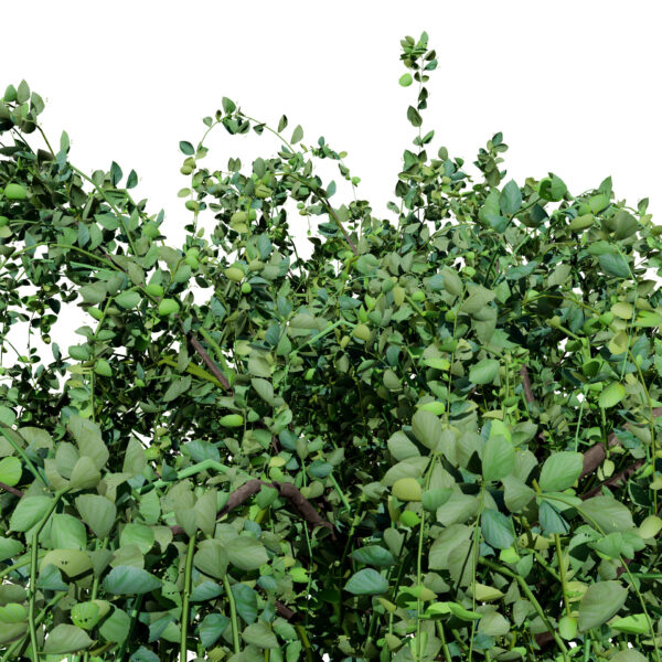 Arabian_Assyrian_Plum_Tree_V3 2